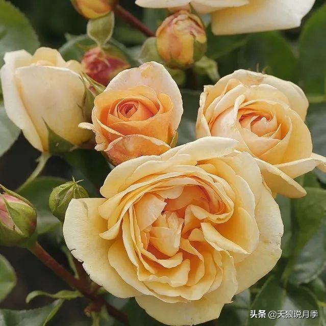 2020世界新品月季大赏，一起来看看都有哪些值得期待的新品种