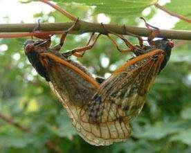 金蝉用自己的一生，告诉了我们七个人生哲理