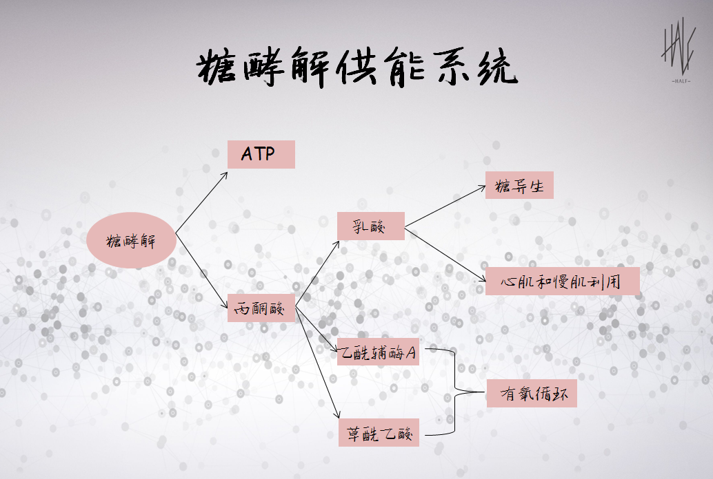 肌肉酸痛是乳酸的锅?