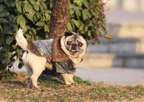 关于巴哥犬,养狗的你,知道多少?