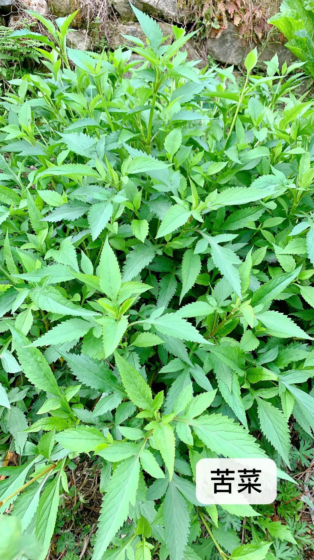 野菜的种类和图片大全(41种常吃的野菜) - 赤虎壹号