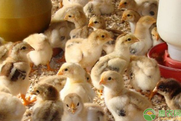 今日鸡苗多少钱一只？近期淘汰鸡能涨价吗？