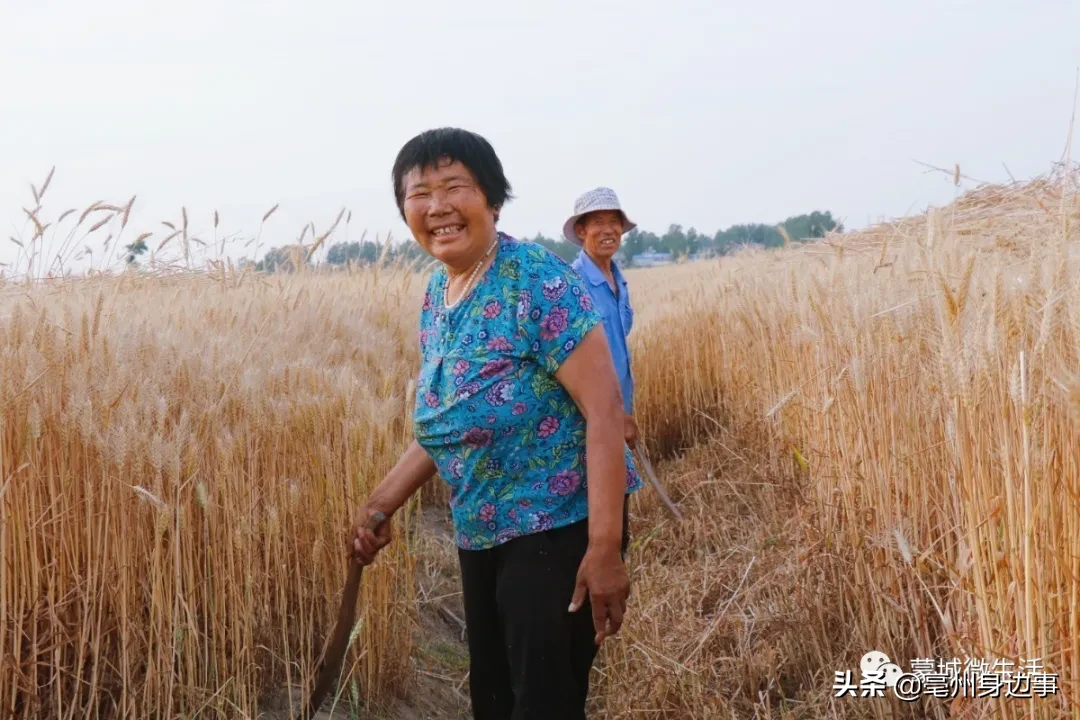 走拍蒙城，蒙城小麦收割啦