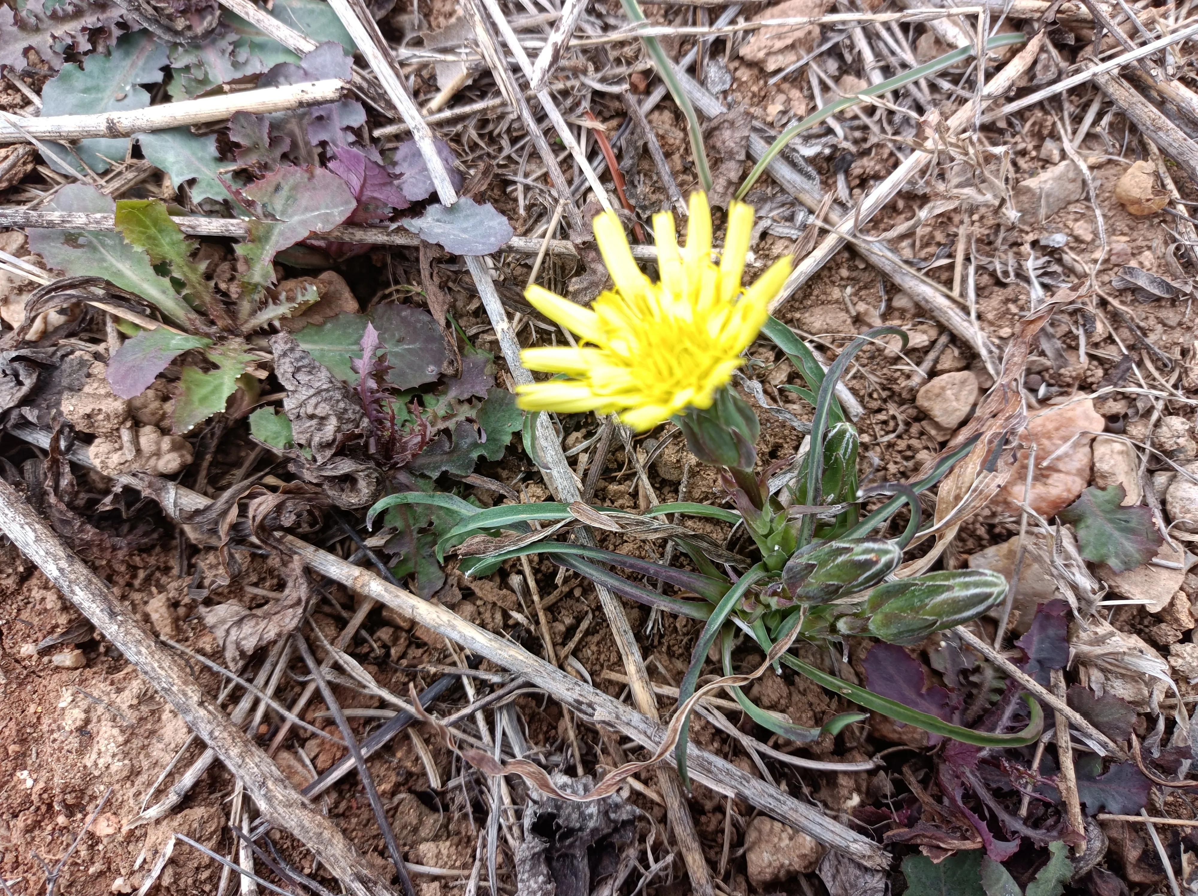 15种春季常见的野地小黄花,您认识几种?