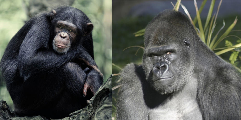 进化:人类从猿到人的这几百万年