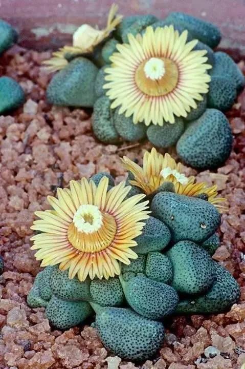 太美了见者有福!