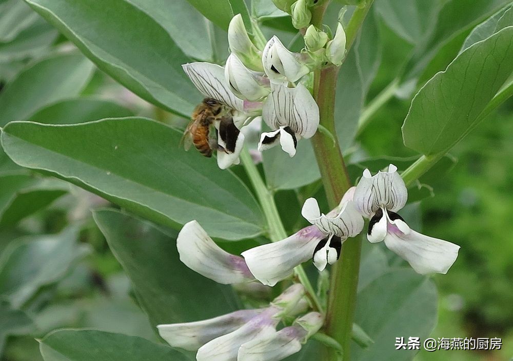 蠶豆這四種家常做法最鮮美,尤其最後一種,挑食的孩子都搶著吃