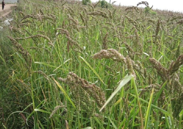 稗草:农田的恶性害草,像极了水稻,20年前当粮食吃,酿酒是极品