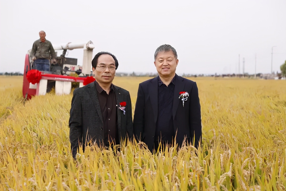 中国农业大学SOD生态粳稻示范种植成功