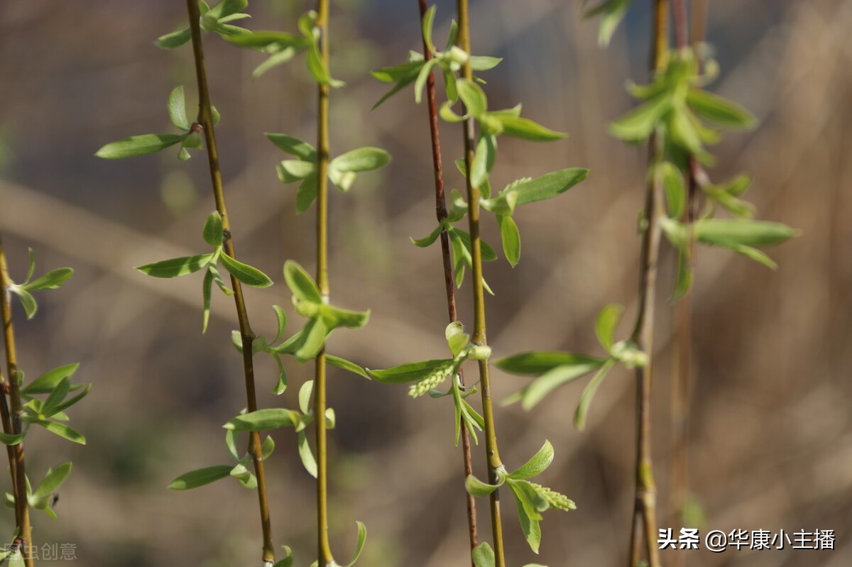 咏柳的译文和注释及赏析(咏柳原文注释译文赏析)