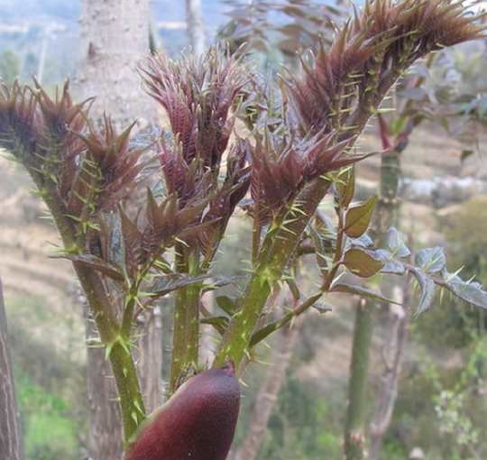 赚钱种植业（现在种植业什么前景最好）