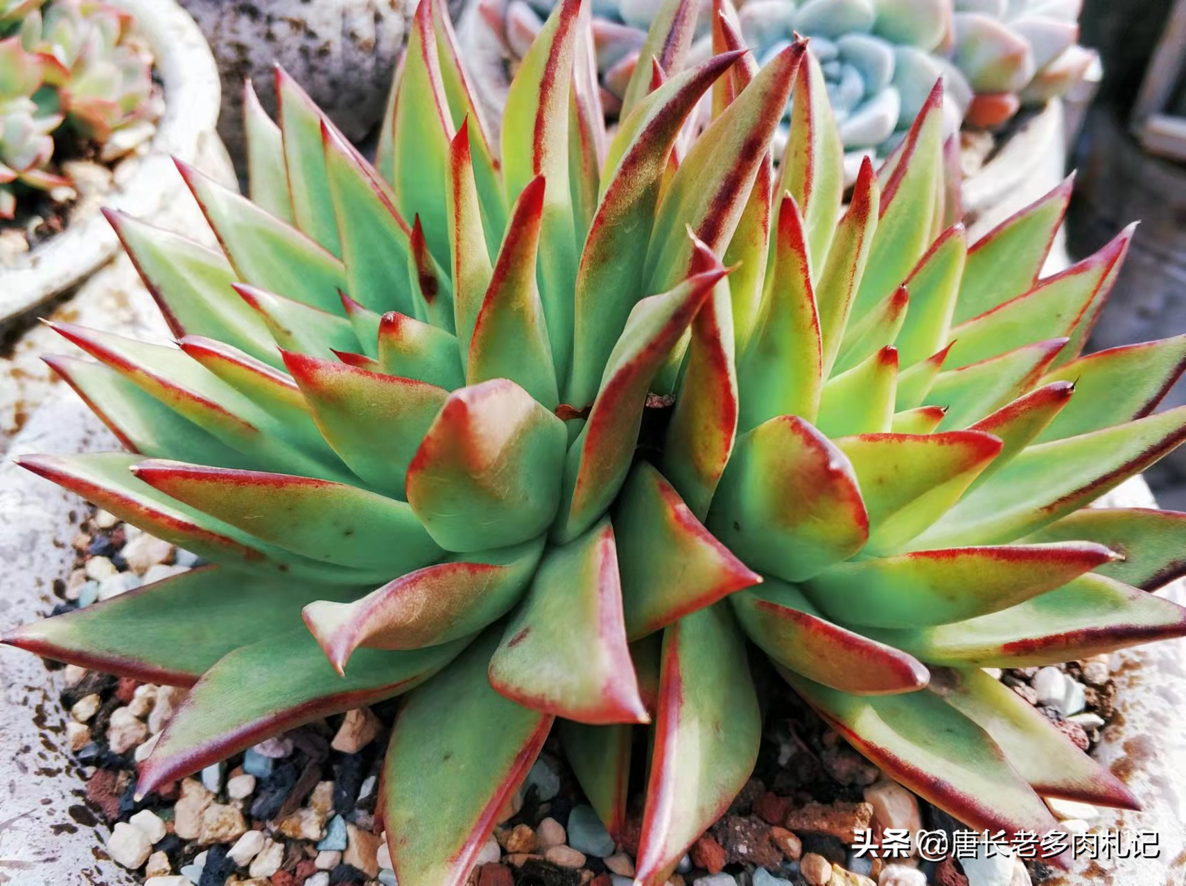 东云系多肉有哪些品种(东云系常见的6种多肉植物)