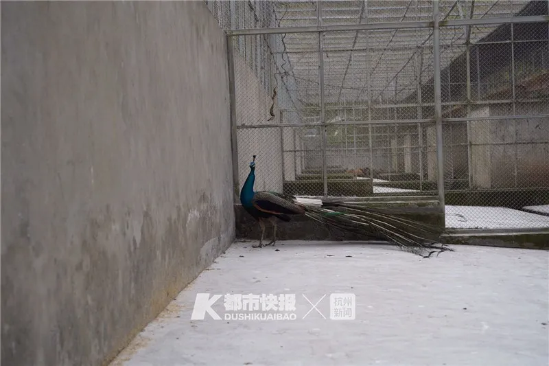 春天到了，狐狸、猕猴、孔雀、梅花鹿、鸵鸟、貉子……都“嗨”到城市里来了！