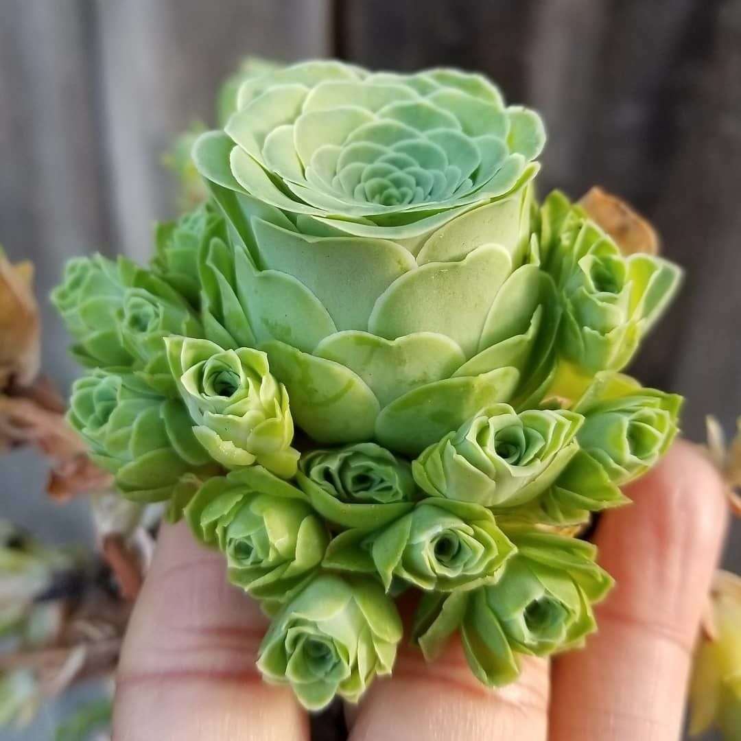 多肉的花语你了解的有多少