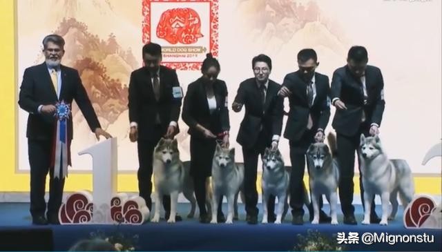 世界杯犬展哈士奇(2019年世界杯犬展家族冠军哈士奇)