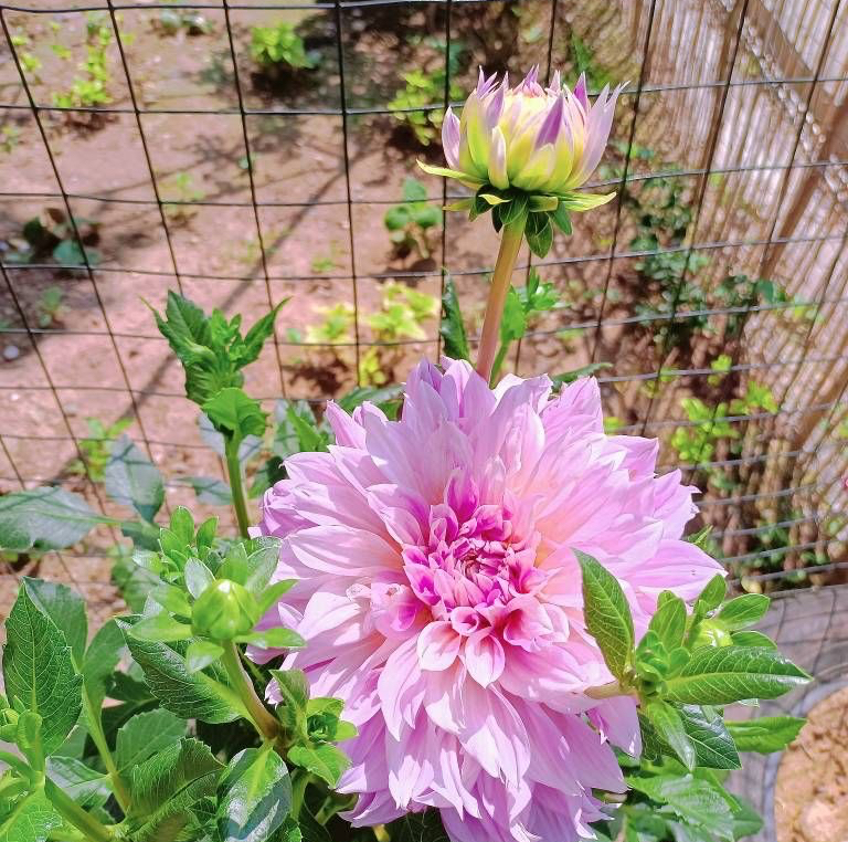 大丽花盆栽的栽培方法，要三步好，一年花两次，花型大色美