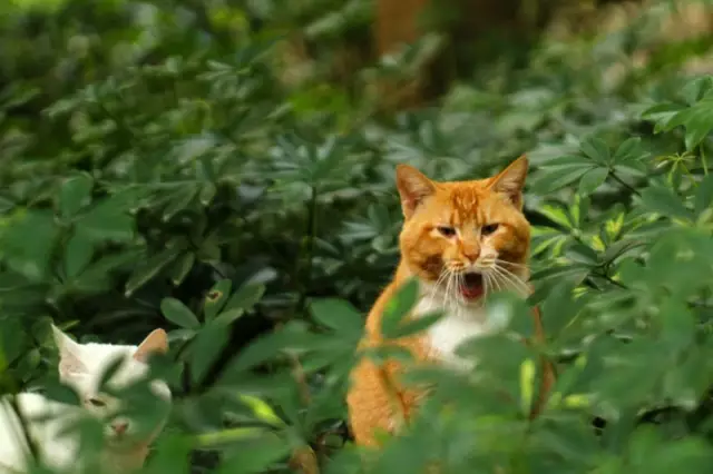 猫草怎么种植方法（喵吃猫草的功效和有效种植方法）