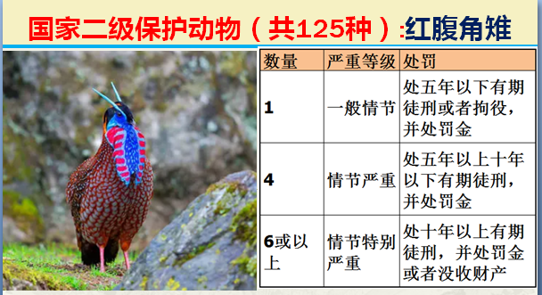 国家保护动物分几个等级（125类二级野生保护名录）