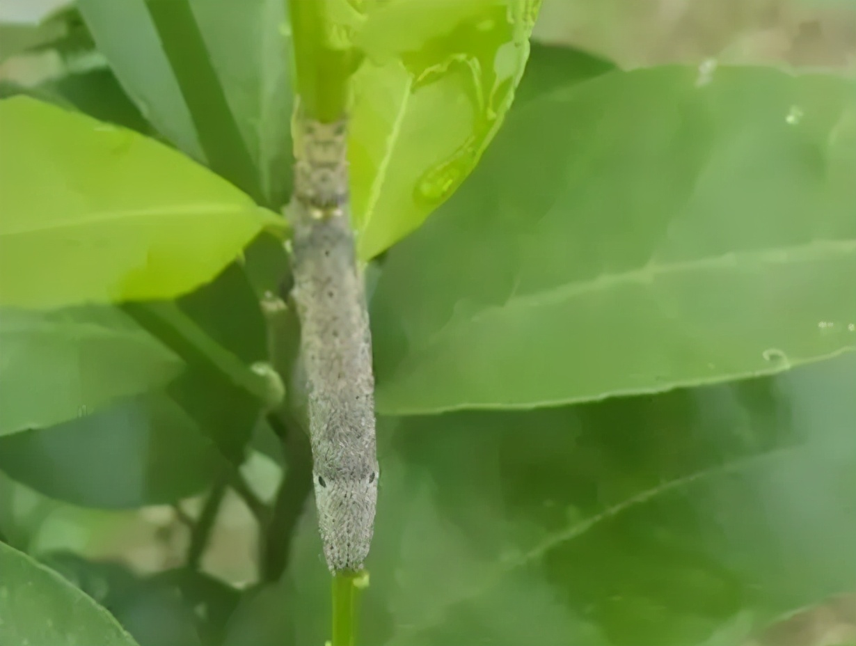 除了氯虫苯甲酰胺，这3种杀虫剂值得关注