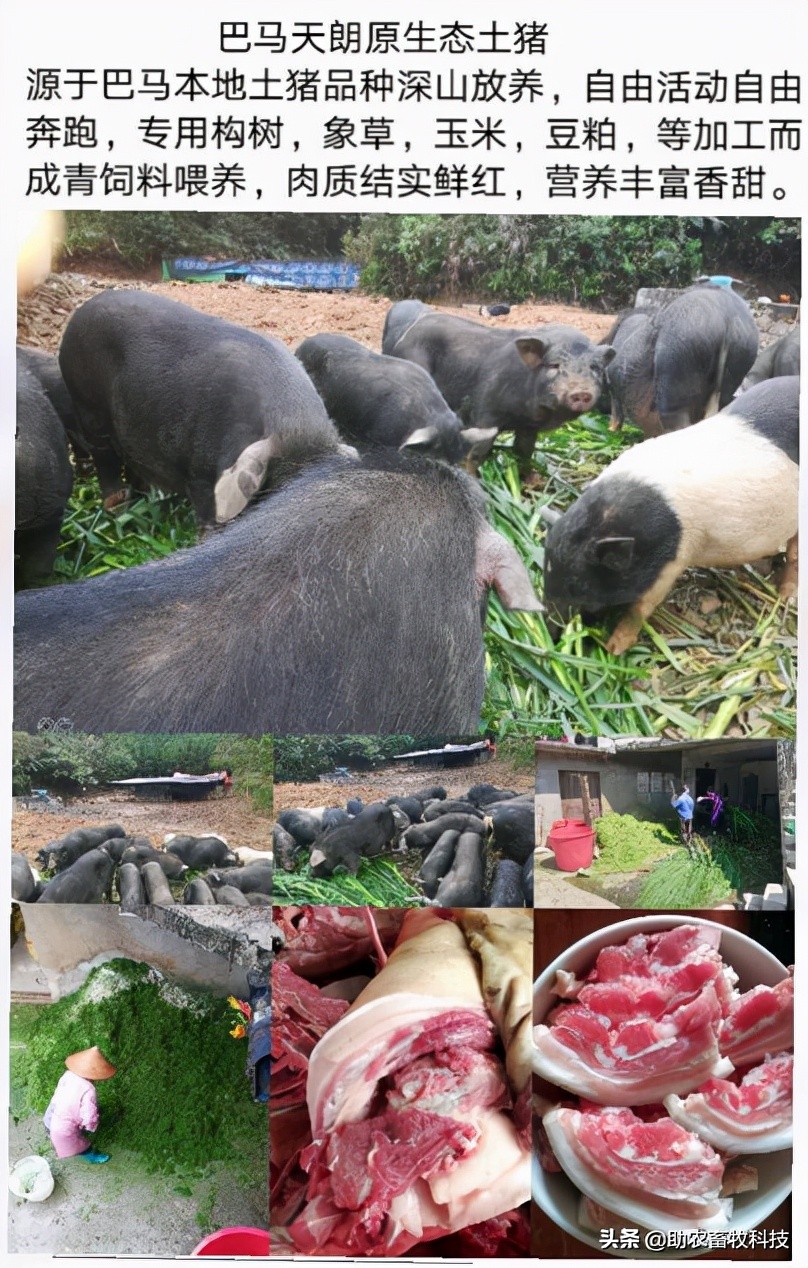 广东这个养猪新手猪场种植牧草养猪肉质好得到大家的认可