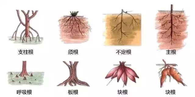 景观植物识别法，超级简单明了，一看就会