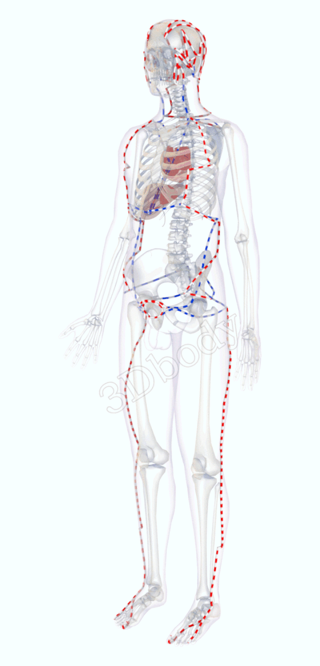 最新经络图，精美3D动态循行图，详细易懂