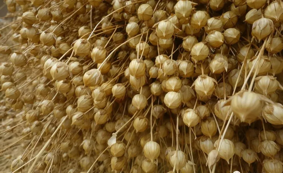 会宁胡麻,有着1000多年的史料