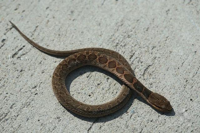 中国最常见的蛇类