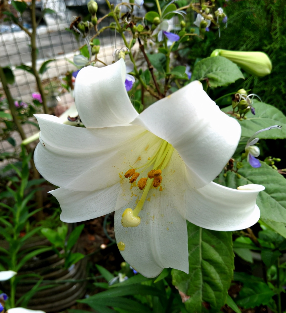 高雅有内涵的花名（8种“儒雅花”文章推荐）