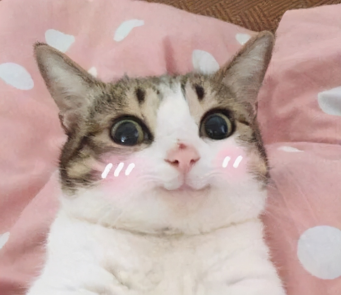 最容易饲养的3种猫咪，养到的人都在偷着乐呢