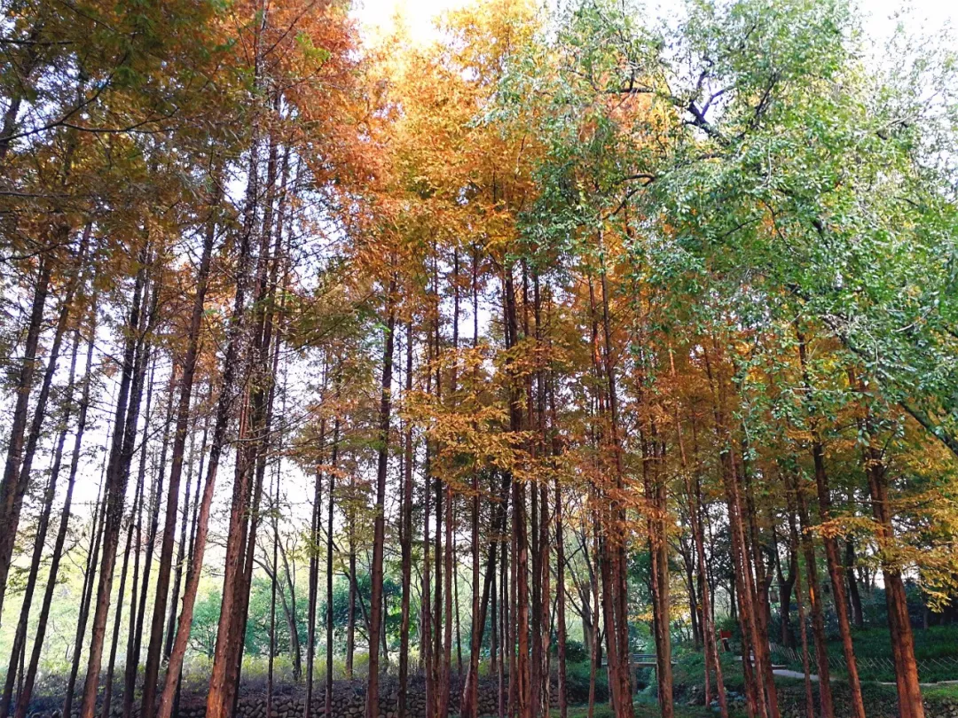 西湖区室内外设计哪家好(比安缦法云更低调，在西湖畔的杭州紫萱度假村修身养性)