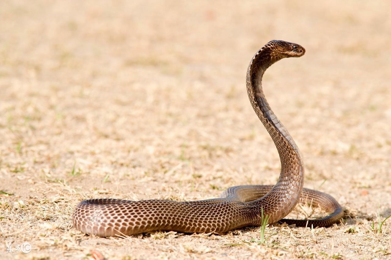 内陆太攀蛇(探索科学神秘地带,带你了解世界公认的最毒蛇——内陆太攀