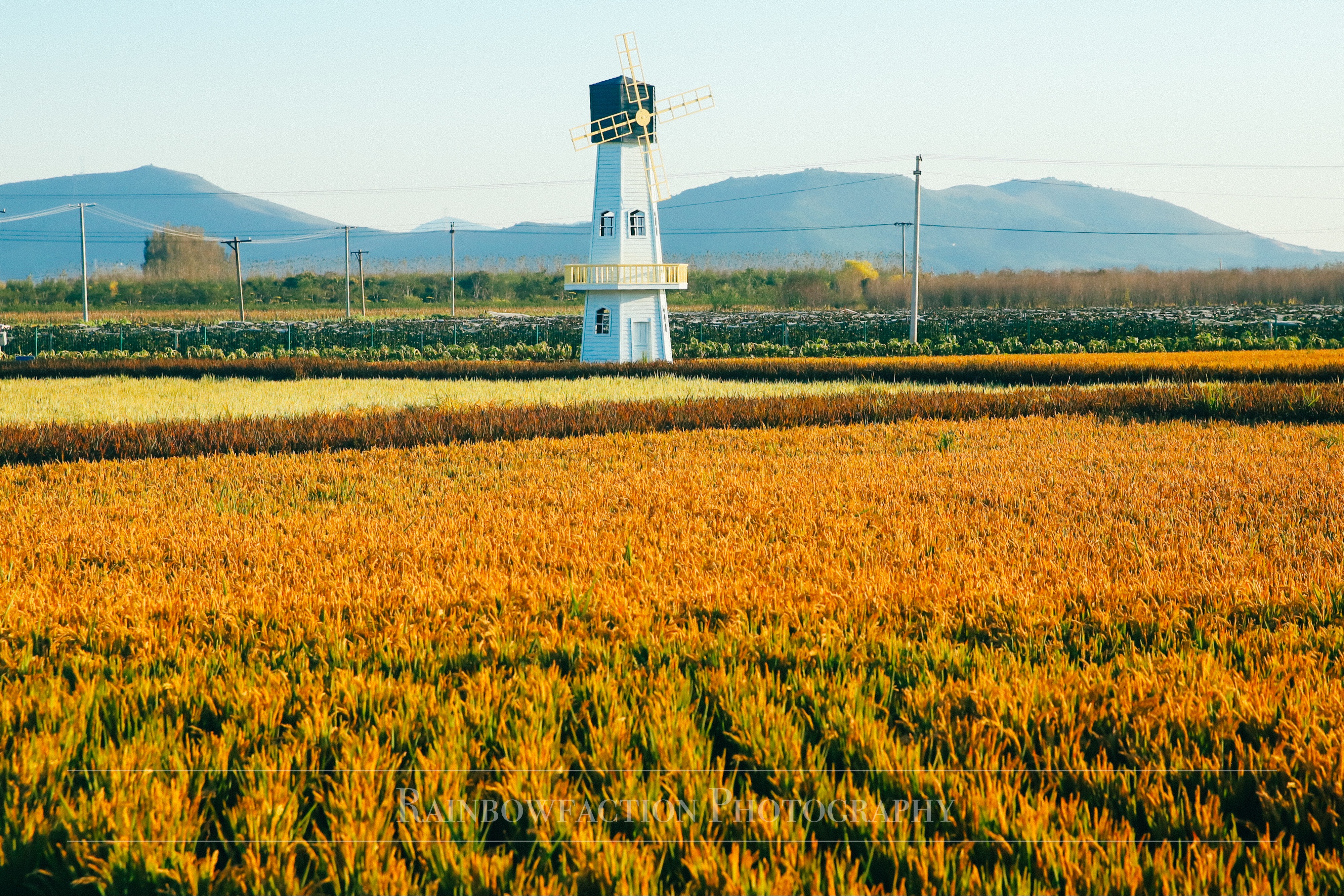 北京出发2小时，超美稻田免费玩～再不去后悔一年