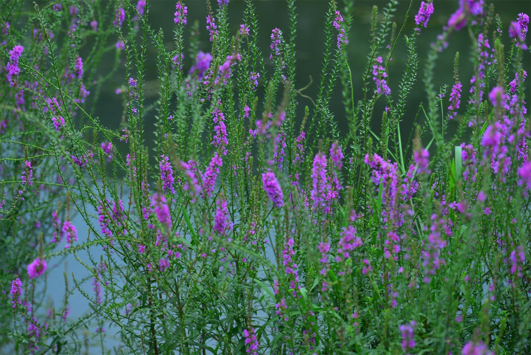 13种适合花园种植的水生植物，有你宠爱的吗？