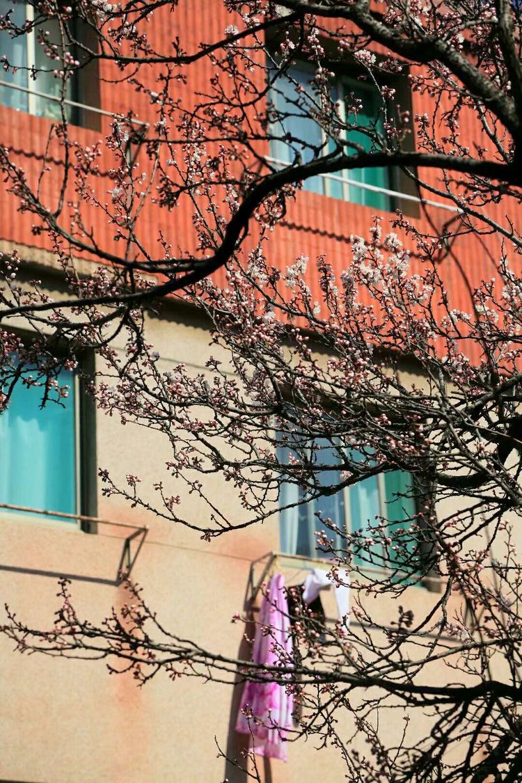 梦想花开，走进山东财经大学的春天！