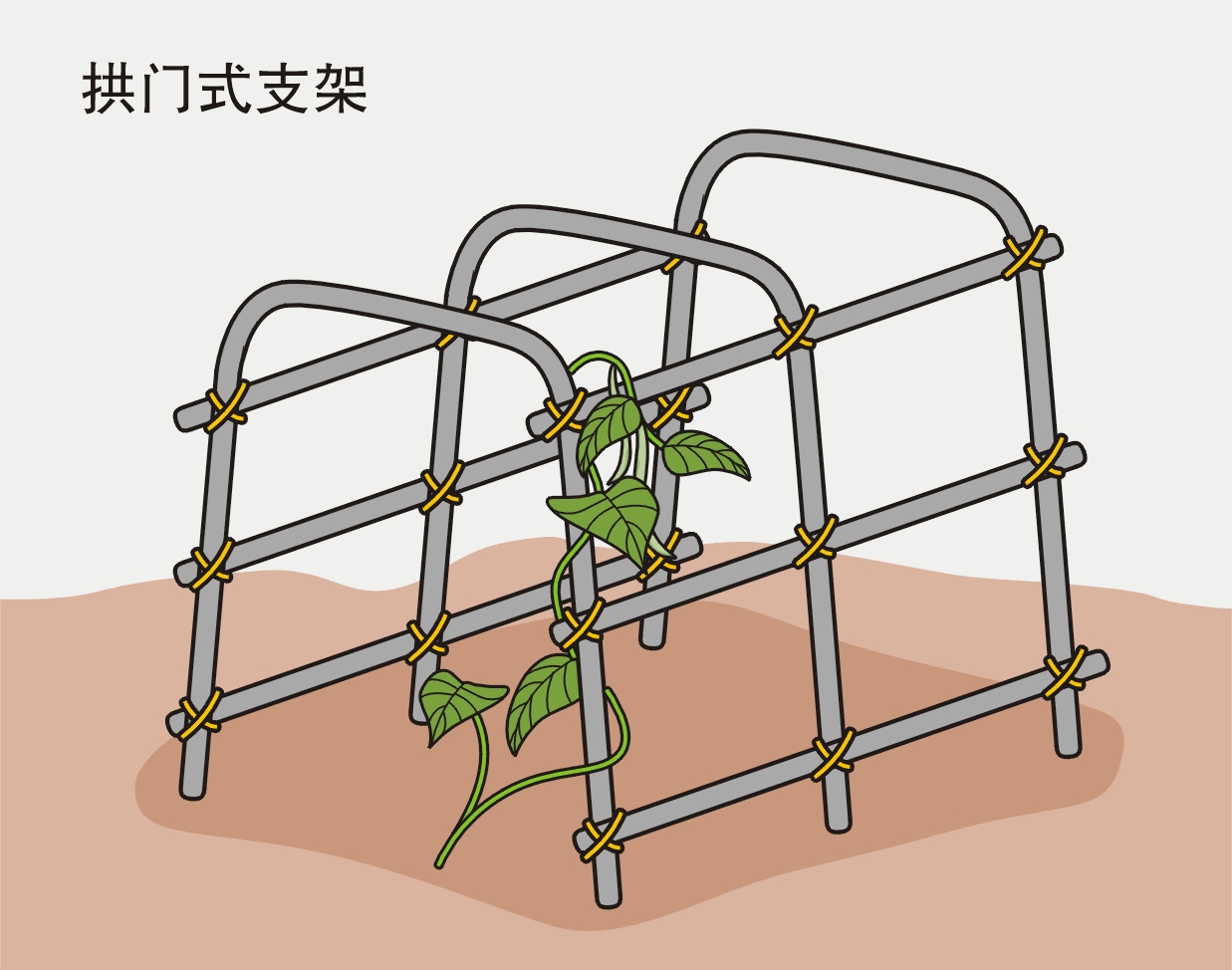 如何搭立支架，引导农作物生长？4种类形支架来助力