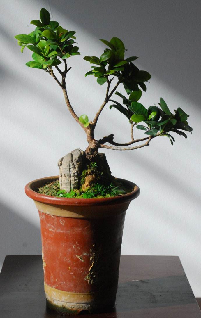 榕树盆景冬天养护"三多一少",能有效防止黄叶落叶!