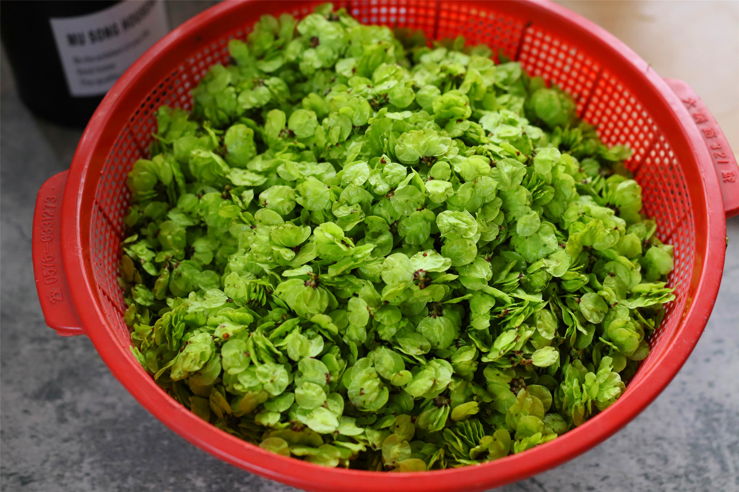 春天吃野菜,香椿荠菜靠边站,它才是"野菜之王",营养能当饭吃