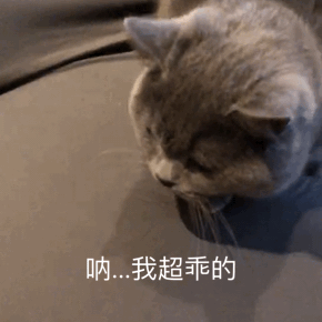 最容易饲养的3种猫咪，养到的人都在偷着乐呢