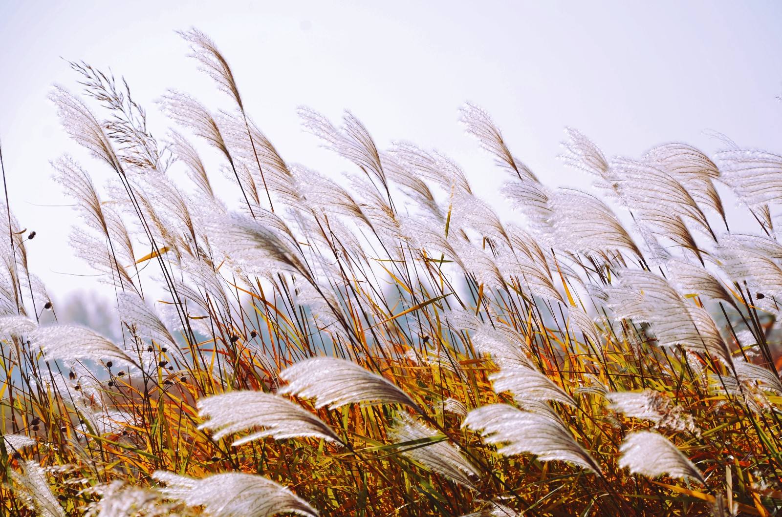 跟我学小古文 | 芦花