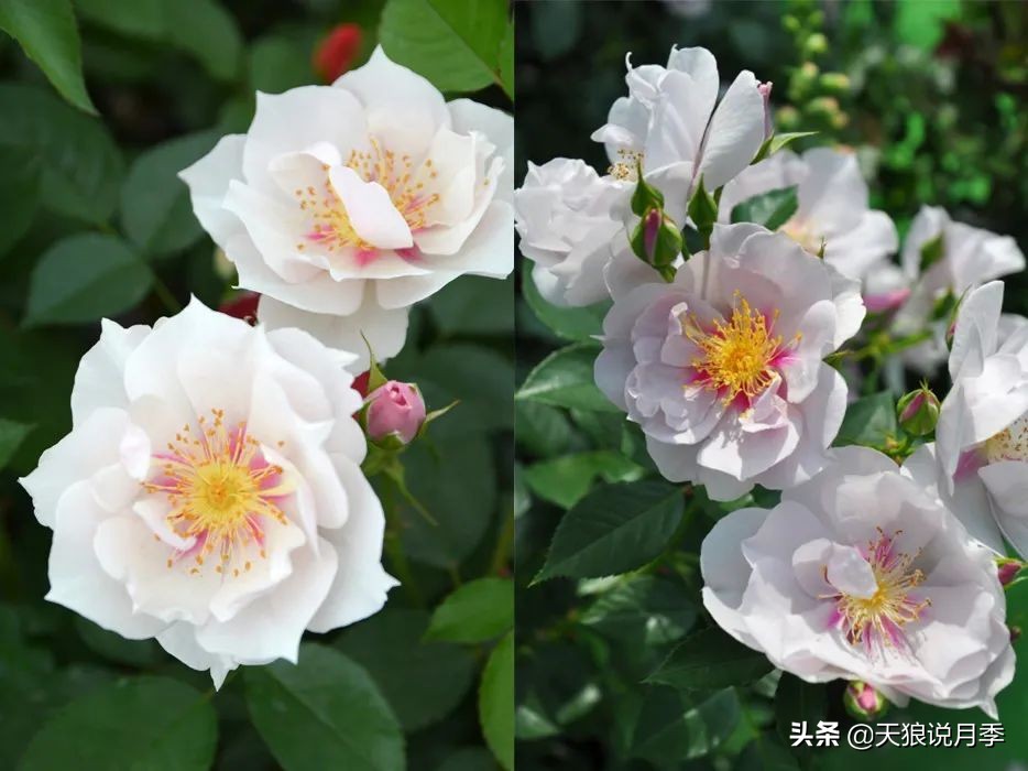 2020世界新品月季大赏，一起来看看都有哪些值得期待的新品种