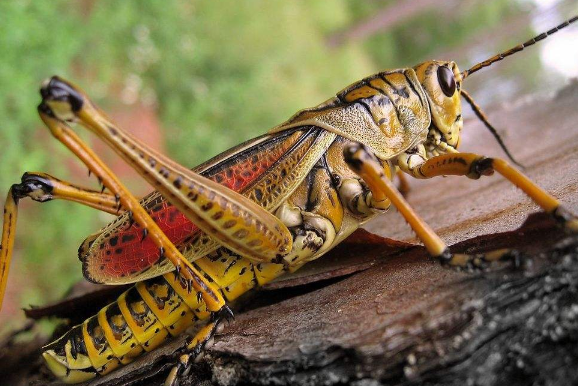 虫卵2周后孵化,幼虫6周左右就可以羽化成虫,而一年之中,蝗虫并非只有