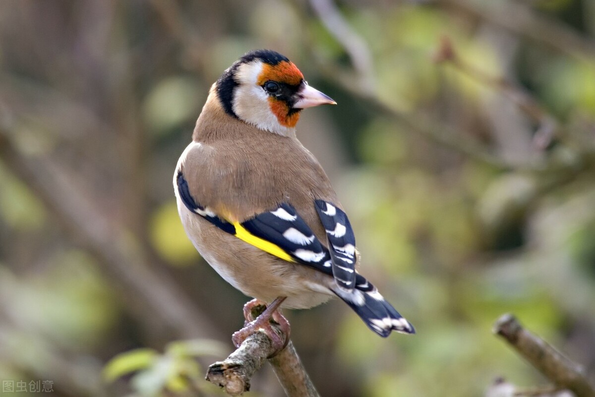 高三听力练习（8）