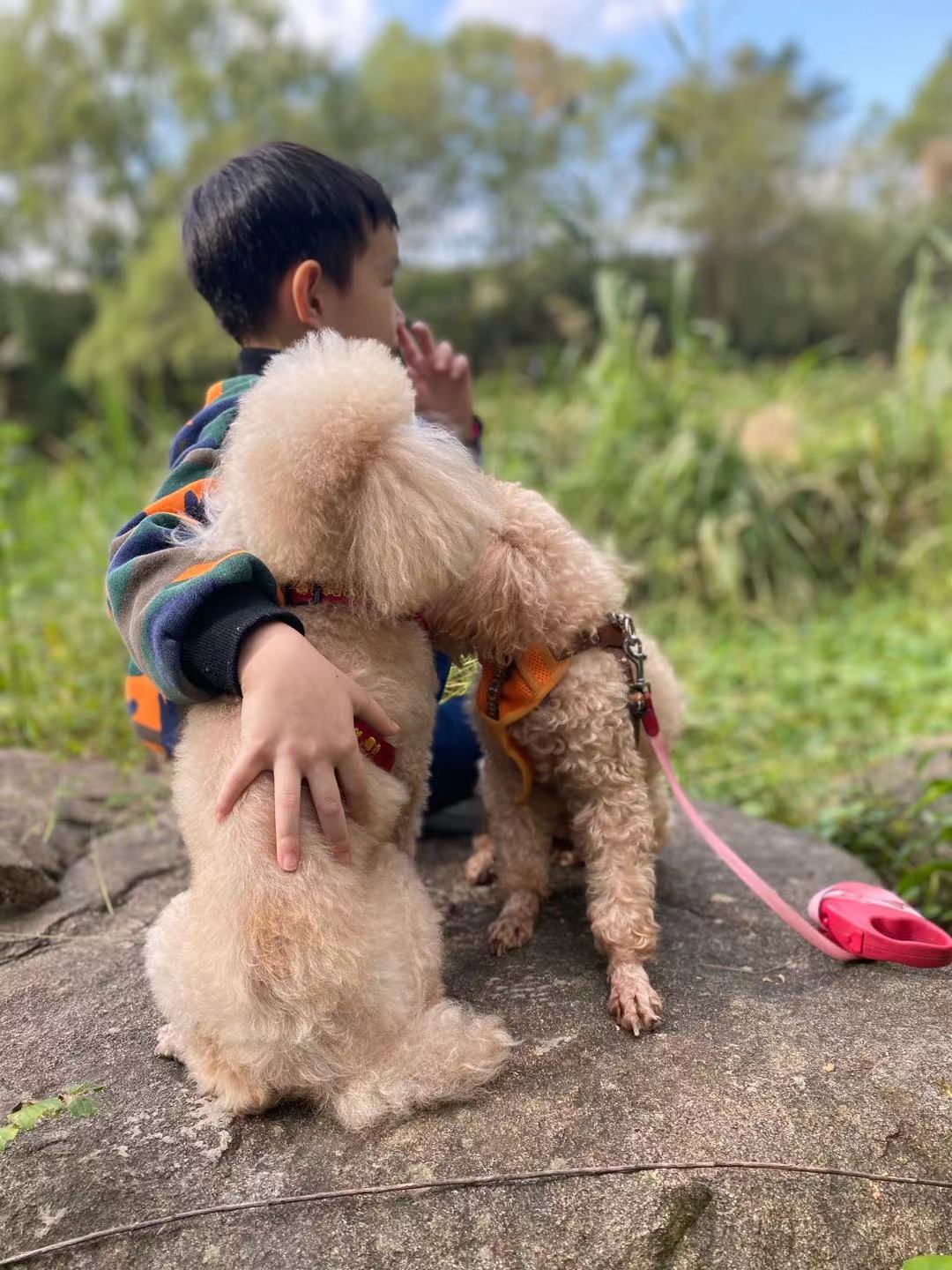 双十一狗粮（犬粮）的选购攻略，主流9款主粮点评