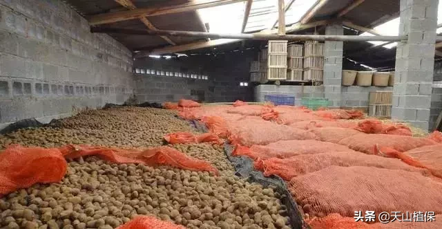 种植一种作物,一亩稳赚一万以上,风险高,今年种植你能接受吗