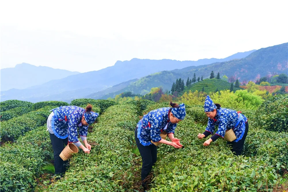 清明去哪儿？成都出发9条线路，踏青赏花逛古镇，采茶逗鹿看石刻