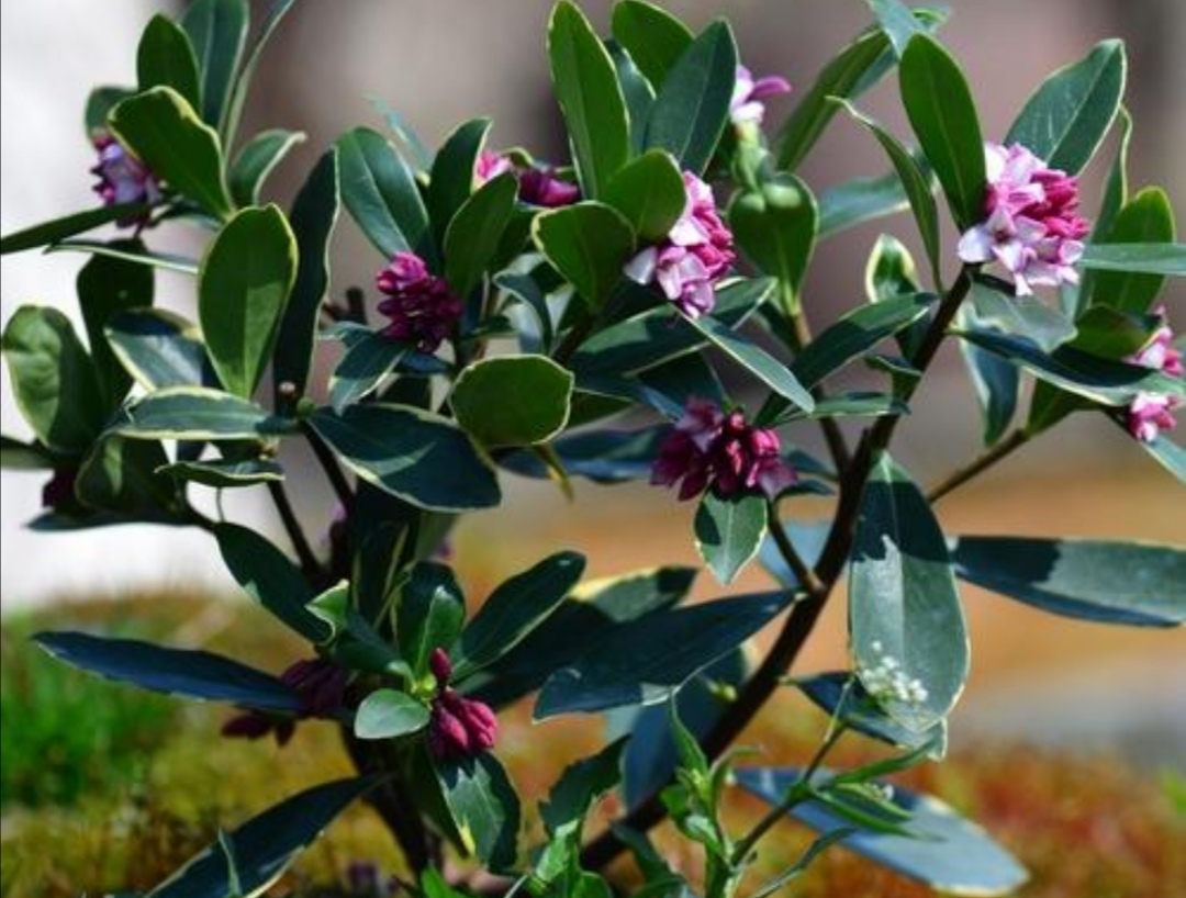 五,花期注意事项1,停止施肥金边瑞香开花进入花期以后,要停止施肥,不