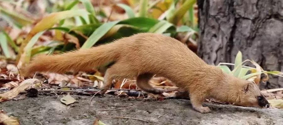 北京这个学校很“火”！坐拥3大花园、果园、动物园，集美貌与知识于一体！