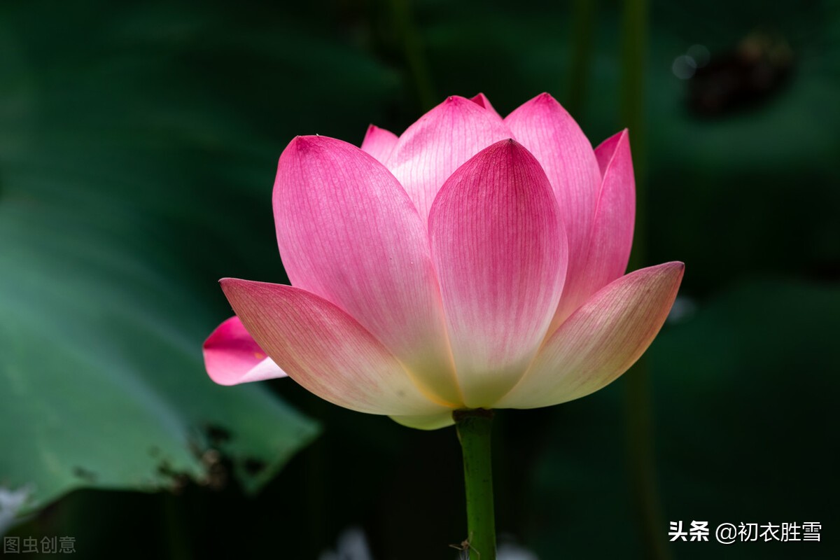 莲花古诗五首，莲子清如水，莲心彻底红，莲花中国古代的爱情之花