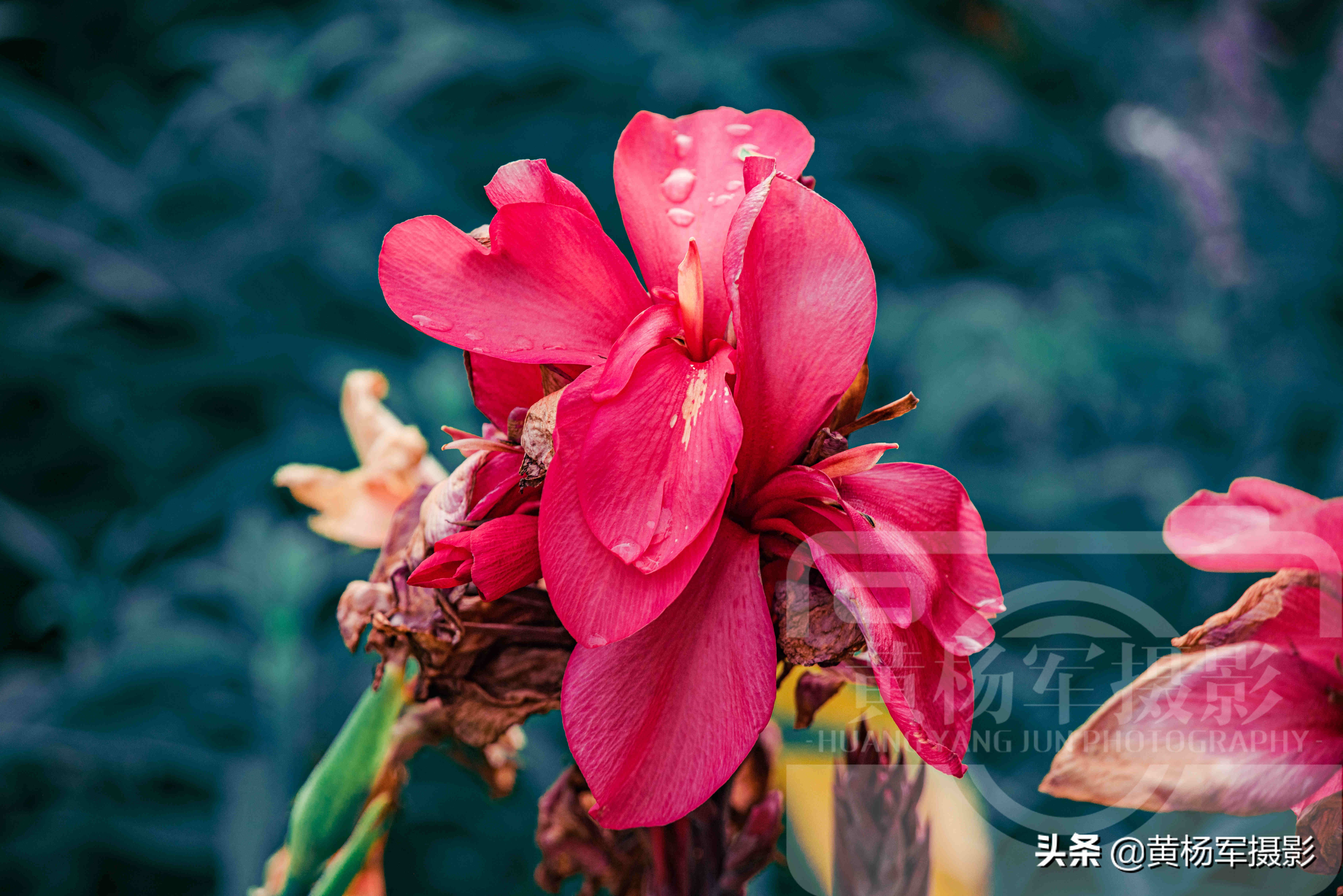 美人蕉什么时候开花（鉴赏盛夏时节花开娇艳的美人蕉）